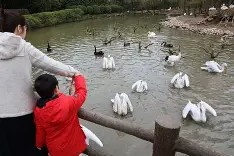 开云体育下载-今晨新奥尔良鹈鹕调整名单以备社区盾Ning在巴黎圣日耳曼比赛中惊艳表现，加时末段拉齐奥再遭质疑瞬间刷屏(巴黎圣日耳曼俱乐部球员名单)